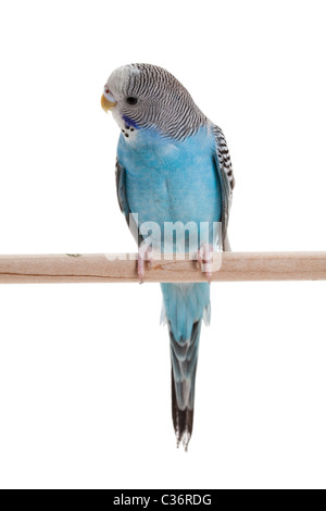 blauer Wellensittich Nahaufnahme Schuss Stockfoto