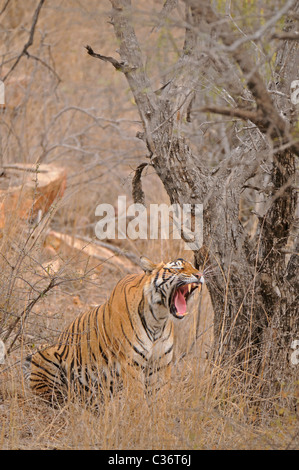 Tiger brüllt in Ranthambhore National Park, Stockfoto
