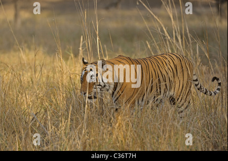 Tiger zu Fuß durch die Gräser in Ranthambore Nationalpark Stockfoto