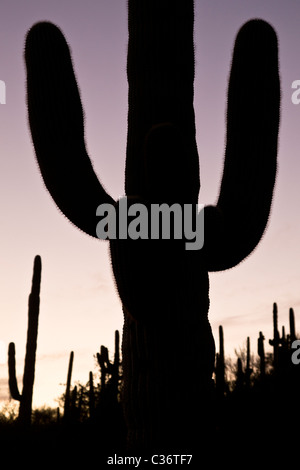 Saguaro-Kaktus (Carnegiea Gigantea) in der Abenddämmerung in der Nähe von Phoenix, Arizona, USA. Stockfoto