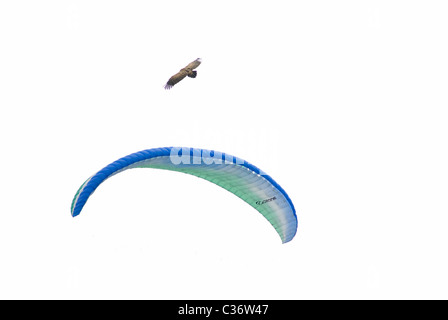 Gänsegeier mit blauen Flügel des Para-Gleiter unten schweben Stockfoto
