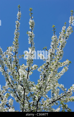 Apfelbaum blüht im Frühjahr, Hesbaye, Belgien Stockfoto