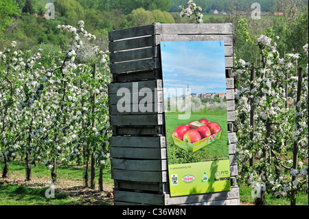 Holzkisten in Hälfte-Standard Jonagold Apfel Baum (Malus Domestica) Obstgarten blüht im Frühjahr, Hesbaye, Belgien Stockfoto