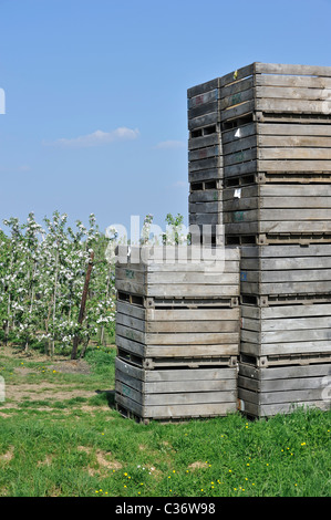 Hölzerne Kisten gestapelt in Hälfte-Standard Baum (Malus Domestica) mit Apfelbäumen blühen im Frühjahr, Hesbaye, Belgien Stockfoto