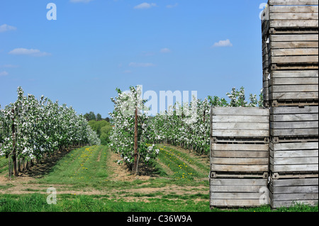 Hölzerne Kisten gestapelt in Hälfte-Standard Baum (Malus Domestica) mit Apfelbäumen blühen im Frühjahr, Hesbaye, Belgien Stockfoto