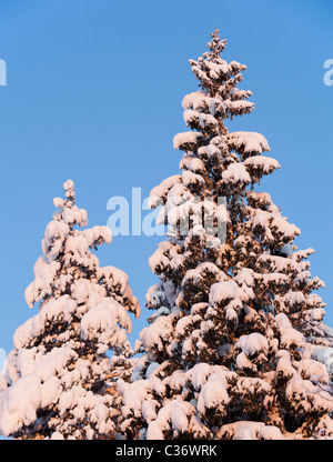 Blick auf schneebedeckte Fichten ( Picea Abies ) Baumkronen im Taiga-Wald, Finnland Stockfoto