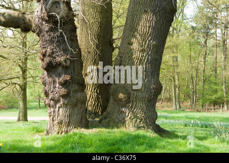 Große Eiche mit mehrfachen Stämmen, Surrey, UK Stockfoto