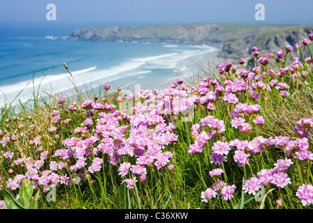 Sparsamkeit (Armeria Maritima) bei Bedruthan Steps, Cornwall, UK Stockfoto