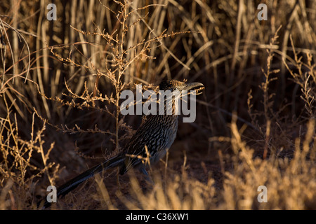 Größere Roadrunner (Geococcyx Californianus) an der Bosque del Apache National Wildlife Refuge, New Mexico, USA. Stockfoto