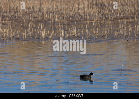 Amerikanisches Blässhuhn (Fulica Americana) schwimmen in den Feuchtgebieten im Bosque del Apache National Wildlife Refuge, New Mexico, USA. Stockfoto