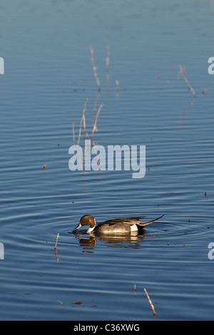 Männliche nördlichen Pintail Ente, Anas Acuta, Schwimmen in den Feuchtgebieten des Bosque del Apache National Wildlife Refuge, New Mexico, USA. Stockfoto