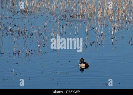 Männliche Ring – Necked Duck (Aythya Collaris) Bosque del Apache National Wildlife Refuge, New Mexico, USA. Stockfoto