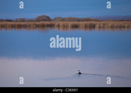 Western Grebe (Aechmophorus Occidentalis) schwimmen in der Abenddämmerung Bosque del Apache National Wildlife Refuge, New Mexico, USA. Stockfoto