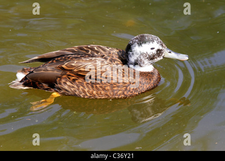 Laysan Teal, Anas Laysanensis, Anatidae. Native Ente von Laysan Insel, Hawaii. Stockfoto