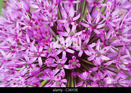 Allium 'Purple Sensation'. Surrey, UK Stockfoto
