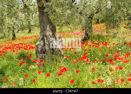 Klatschmohn Olivenhain - Klatschmohn in Olivenhain 06 Stockfoto