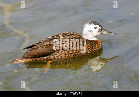 Laysan Teal, Anas Laysanensis, Anatidae. Native Ente von Laysan Insel, Hawaii. Stockfoto