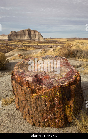 Versteinertes Holz aus erloschenen Araucarioxylon Arizonicum Bäume, Crystal Waldfläche, Petrified Forest National Park, Arizona, USA. Stockfoto