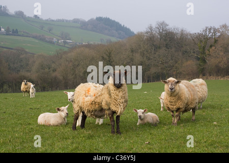 Schafe mit Lämmern in Devonshire Felder Stockfoto