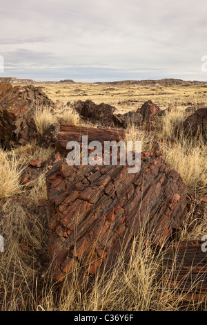 Versteinertes Holz aus erloschenen Araucarioxylon Arizonicum Bäume in Langholz Bereich Petrified Forest National Park, Arizona, USA. Stockfoto