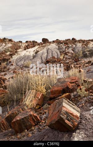 Versteinertes Holz, Araucarioxylon Arizonicum, im Bereich "Langholz" Petrified Forest National Park, Arizona, USA. Stockfoto