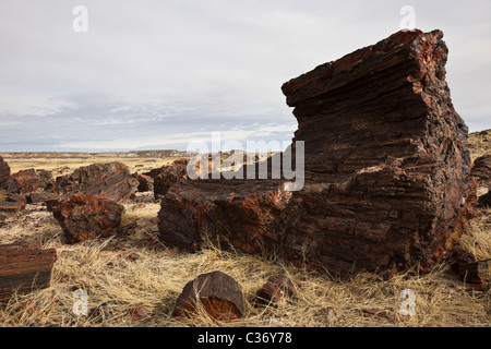 Versteinertes Holz, Araucarioxylon Arizonicum, legt im Bereich Langholz Petrified Forest National Park, Arizona, USA. Stockfoto