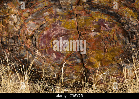 Querschnitt von versteinertem Holz, Araucarioxylon Arizonicum Baum, Langholz Bereich Petrified Forest National Park, Arizona, USA. Stockfoto