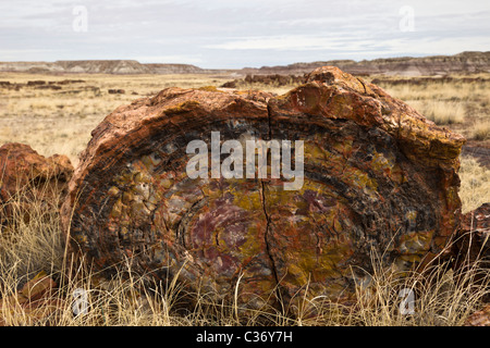 Querschnitt von versteinertem Holz, Araucarioxylon Arizonicum Baum, Langholz Bereich Petrified Forest National Park, Arizona, USA. Stockfoto