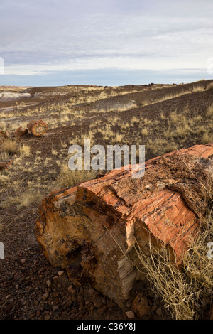 Versteinertes Holz aus erloschenen Araucarioxylon Arizonicum Baum in Kristallwald, Petrified Forest National Park, Arizona, USA. Stockfoto