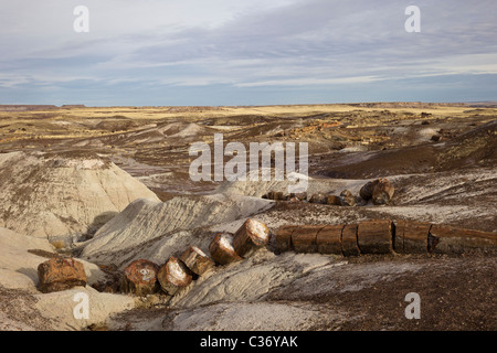 Versteinertes Holz aus erloschenen Araucarioxylon Arizonicum Bäume, Crystal Waldfläche, Petrified Forest National Park, Arizona, USA. Stockfoto