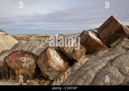 Versteinertes Holz aus erloschenen Araucarioxylon Arizonicum Bäume, Crystal Waldfläche, Petrified Forest National Park, Arizona, USA. Stockfoto