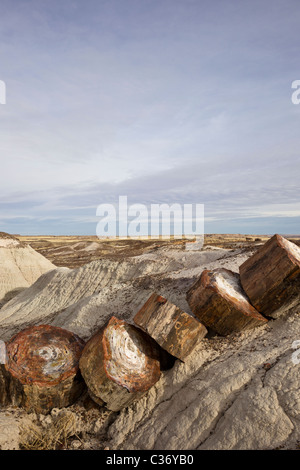 Versteinertes Holz aus erloschenen Araucarioxylon Arizonicum Bäume, Crystal Waldfläche, Petrified Forest National Park, Arizona, USA. Stockfoto