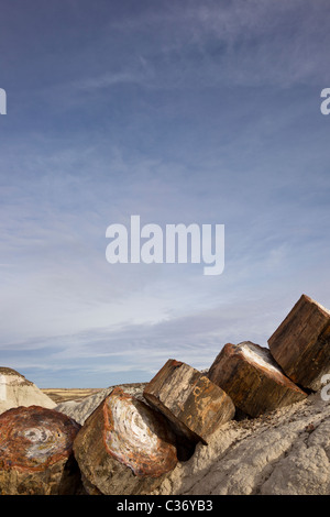 Versteinertes Holz aus erloschenen Araucarioxylon Arizonicum Bäume, Crystal Waldfläche, Petrified Forest National Park, Arizona, USA. Stockfoto