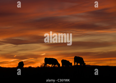 Silhouette der Viehherde Weiden bei Sonnenuntergang in Socorro County, New Mexico, USA. Stockfoto