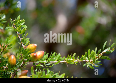 Argan-Muttern auf Ast Stockfoto