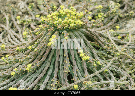 Euphorbia Caput Medusen blühen Medusenhaupt s Stockfoto