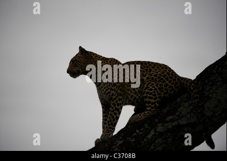 Afrikanische Leopardin Panthera pardes in Baum in Mombo im Okavango Delta in Botswana Stockfoto
