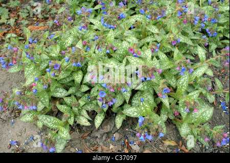 Blaue Schlüsselblume Lungenkraut Pulmonaria Angustifolia blühen Stockfoto