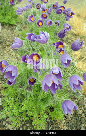 Küchenschellen Frühlingsblumen blau lila blühende Pulsatilla vulgaris Stockfoto