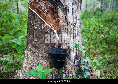 Latex tropft aus einem Gummibaum, Malaysia Stockfoto