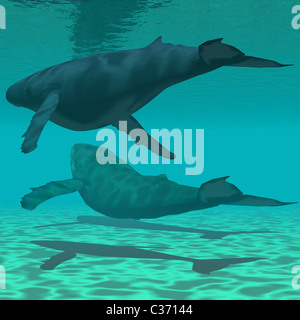 Zwei Buckelwale schwimmen zusammen im seichten Meerwasser. Stockfoto