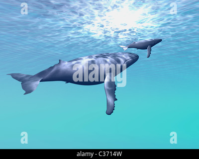 Zwei Buckelwale schwimmen zusammen im schönen Meerwasser. Stockfoto