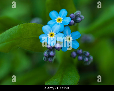 Vergiss mein nicht, kleine Blüten in der Form eines Herzens Stockfoto