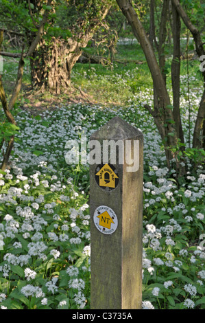 Wanderweg-Marker: North Downs Way, Box Hill, Surrey, England. Bärlauch, oder Bärlauch im Hintergrund. Stockfoto