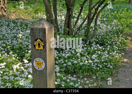 Wanderweg-Marker: North Downs Way, Box Hill, Surrey, England Stockfoto