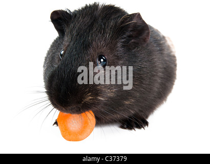 Meerschweinchen mit Karotte isoliert auf weißem Hintergrund Stockfoto