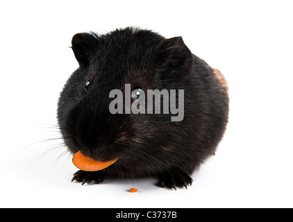 Meerschweinchen mit Karotte isoliert auf weißem Hintergrund Stockfoto