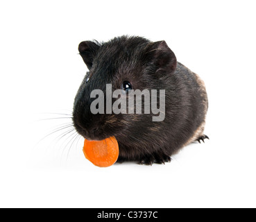 Meerschweinchen mit Karotte isoliert auf weißem Hintergrund Stockfoto