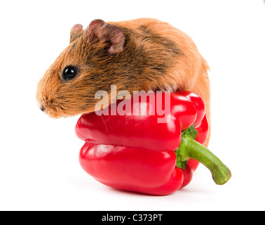 Das Meerschweinchen und ein roter Pfeffer Stockfoto