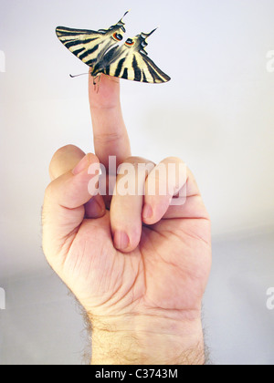 ein Schmetterling auf einem Finger einer Hand mit einem weißen Hintergrund Stockfoto